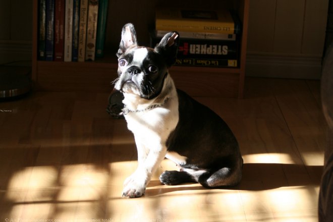 Photo de Boston terrier