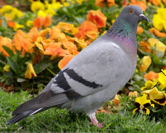 Photo de Pigeon