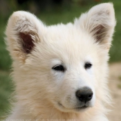 Photo de Berger blanc suisse