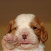 Photo de Cavalier king charles spaniel