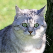 Photo de British shorthair