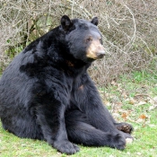 Photo d'Ours