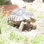 Photo de Tortue