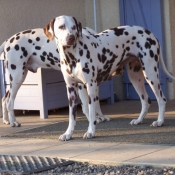 Photo de Dalmatien