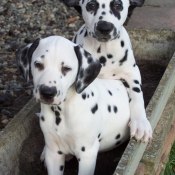 Photo de Dalmatien