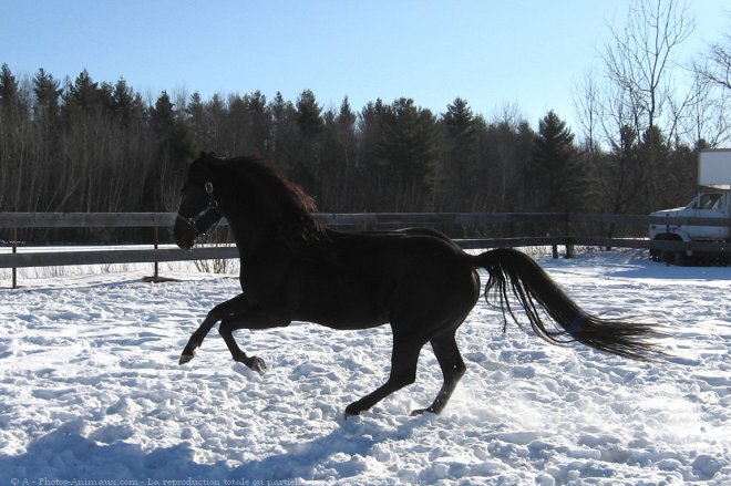 Photo de Quarter horse