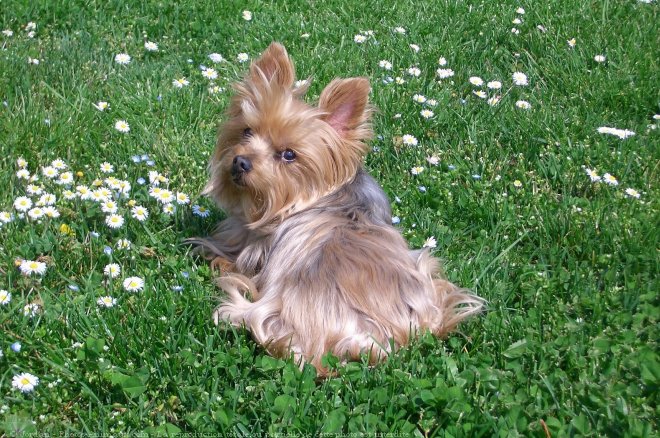 Photo de Yorkshire terrier