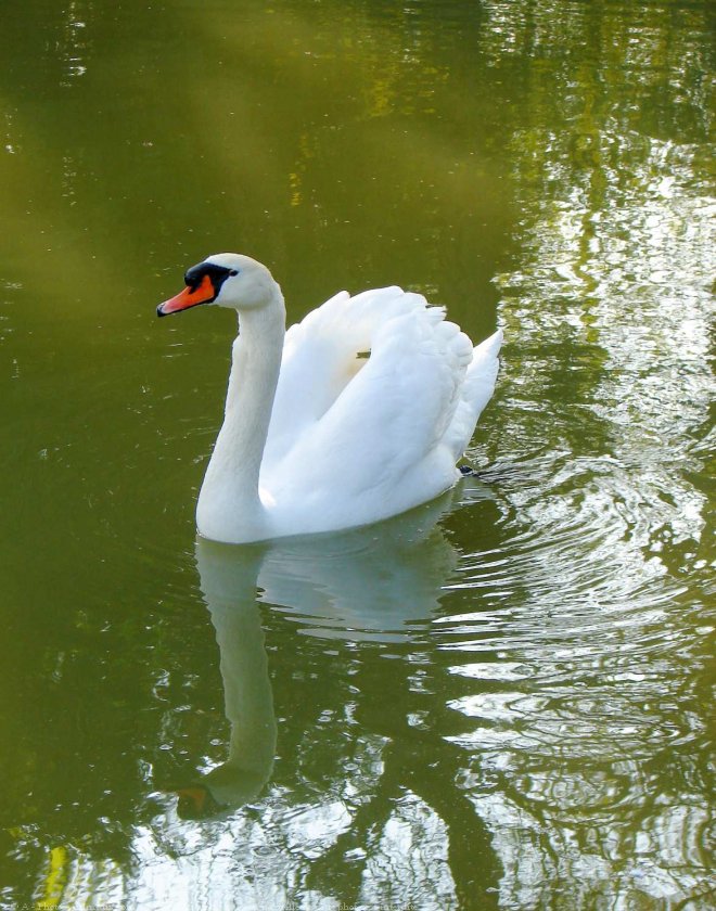 Photo de Cygne