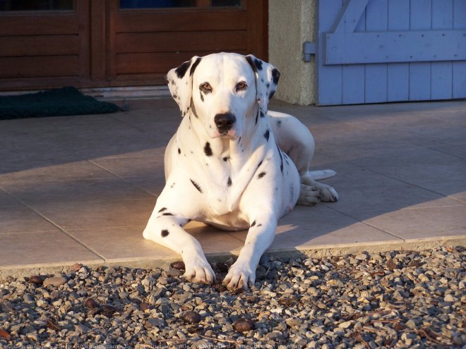 Photo de Dalmatien