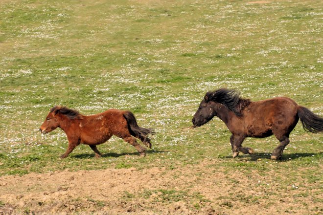 Photo de Shetland