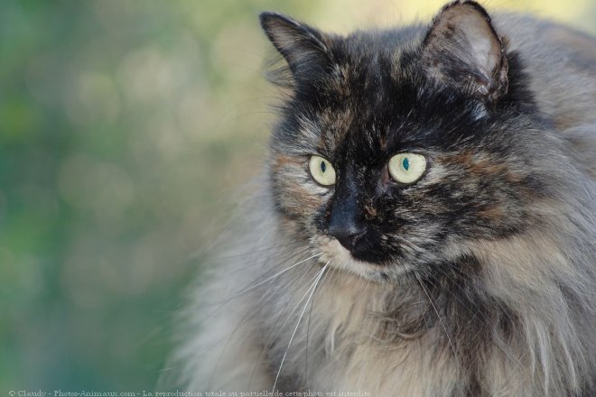 Photo de Chat domestique