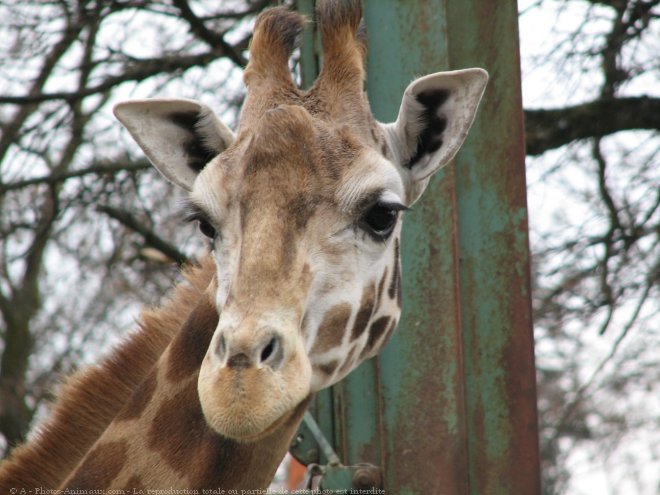 Photo de Girafe