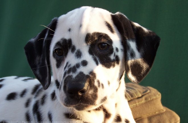 Photo de Dalmatien