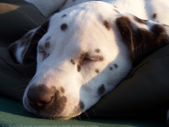 Photo de Dalmatien