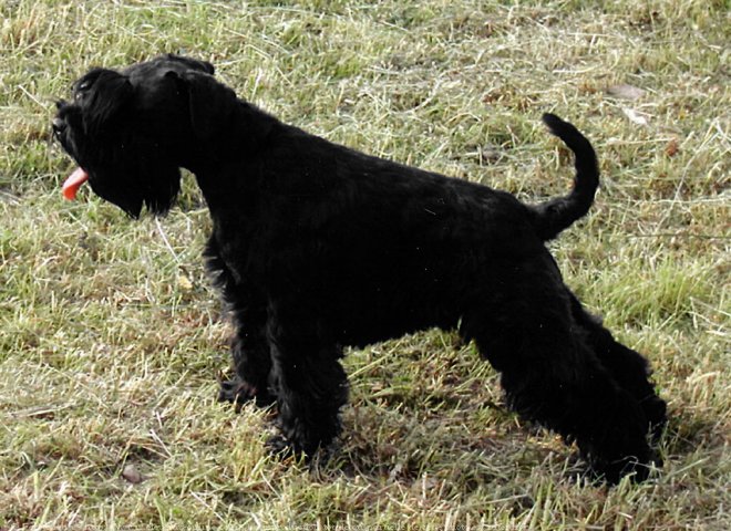 Photo de Schnauzer nain