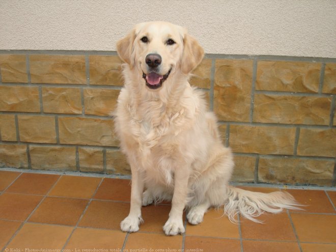 Photo de Golden retriever