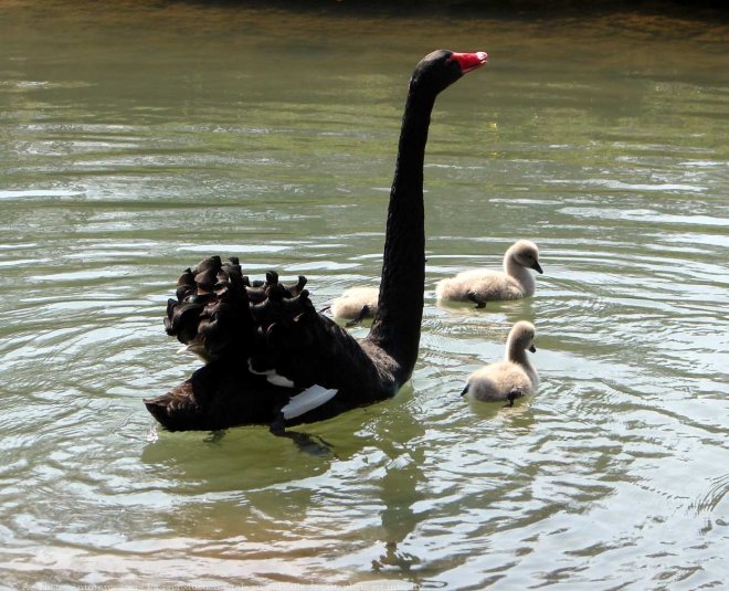 Photo de Cygne