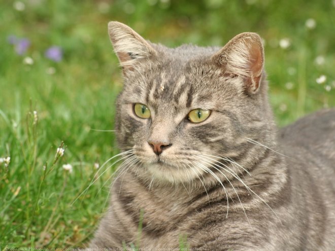 Photo de Chat domestique