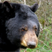 Photo d'Ours