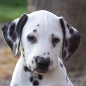 Photo de Dalmatien