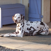 Photo de Dalmatien