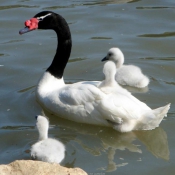 Photo de Cygne