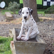 Photo de Dalmatien