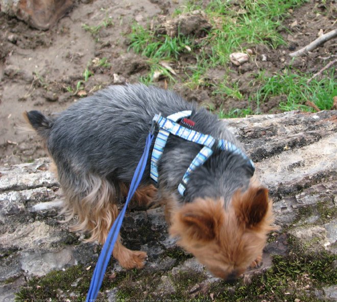 Photo de Yorkshire terrier