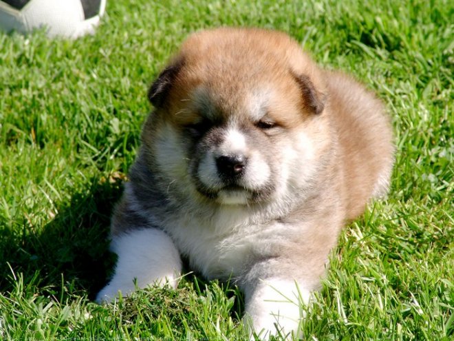 Photo d'Akita inu