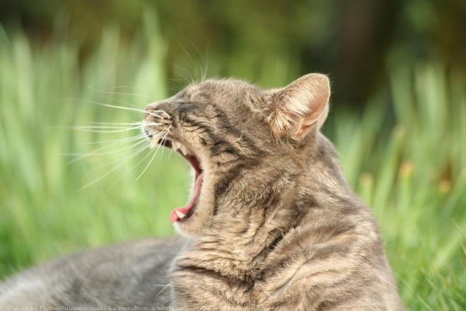 Photo de Chat domestique