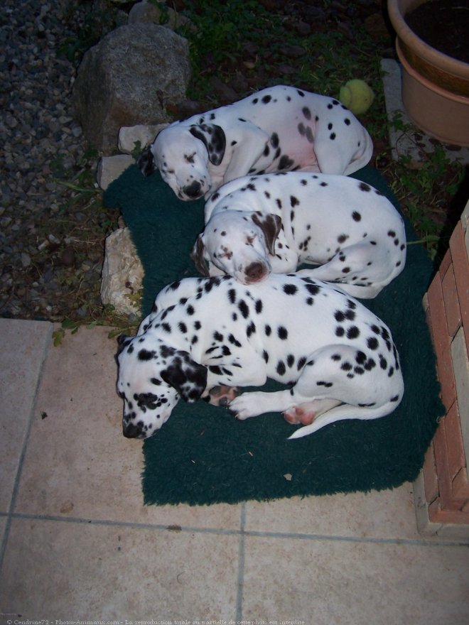 Photo de Dalmatien