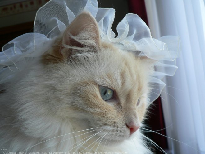 Photo de Ragdoll