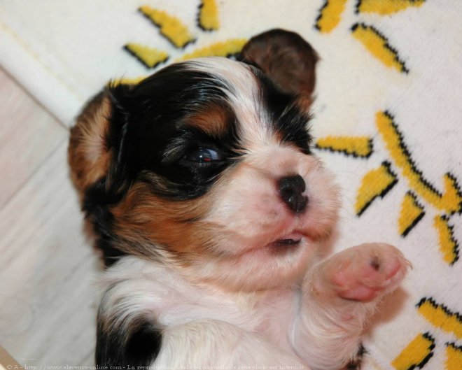 Photo de Cavalier king charles spaniel