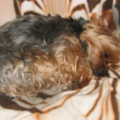 Photo de Yorkshire terrier