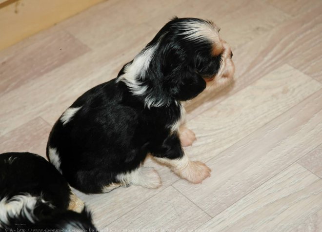 Photo de Cavalier king charles spaniel