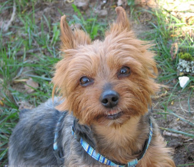 Photo de Yorkshire terrier