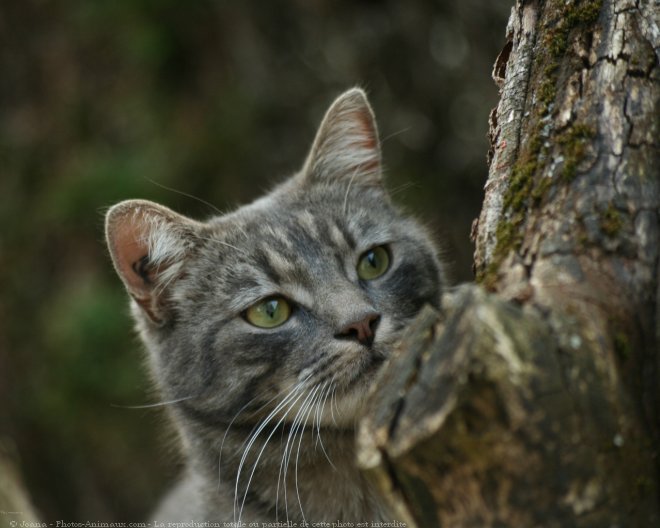 Photo de Chat domestique