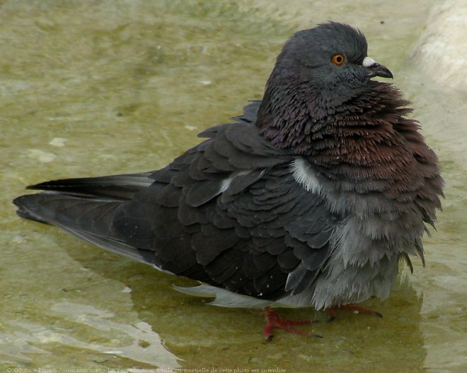 Photo de Pigeon