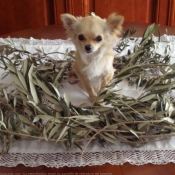 Photo de Chihuahua  poil long