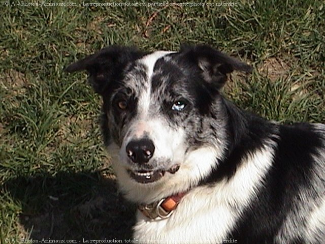 Photo de Border collie