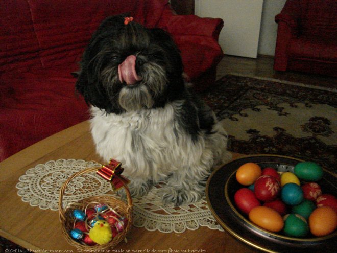 Photo de Shih tzu