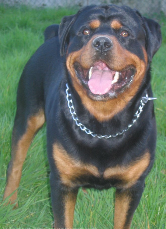 Photo de Rottweiler