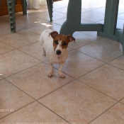 Photo de Jack russell terrier