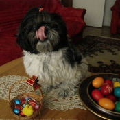 Photo de Shih tzu