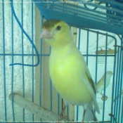 Photo de Canari