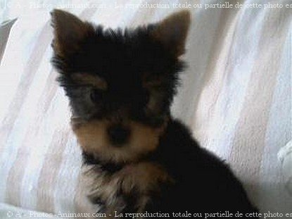 Photo de Yorkshire terrier