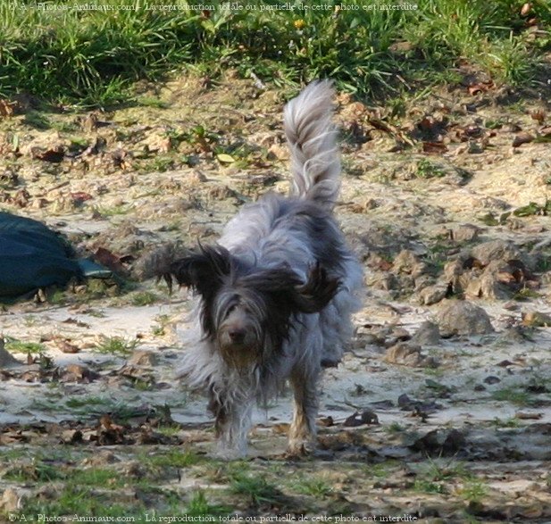 Photo de Schapendoes nrlandais