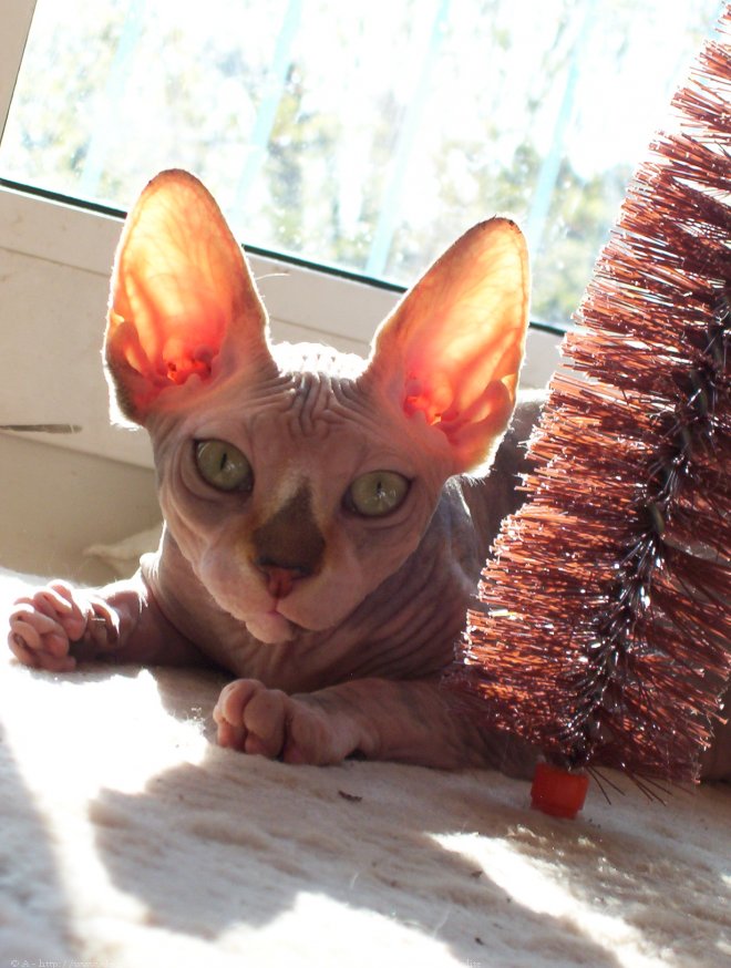 Photo de Sphynx