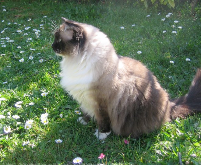 Photo de Ragdoll