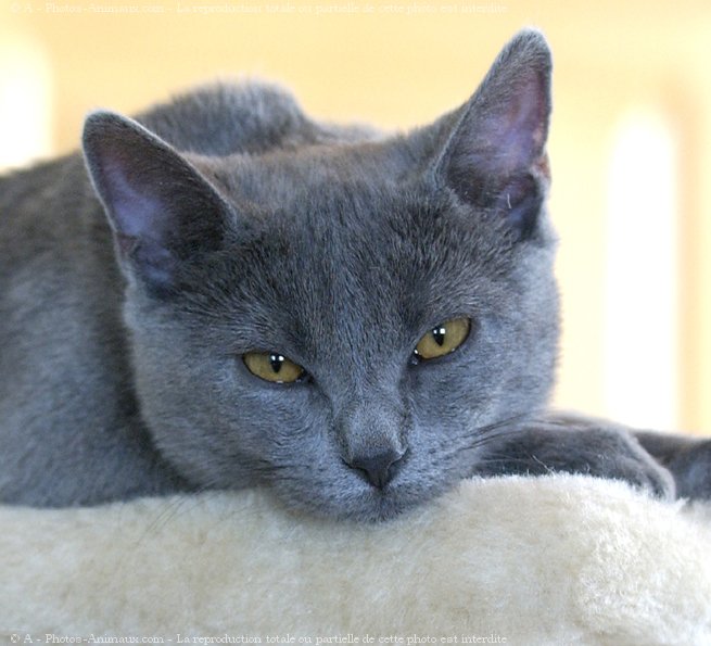 Photo de Chartreux